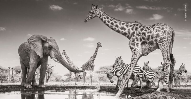 An elephant sprays water from its trunk toward a group of zebras near a watering hole, while several giraffes stand in the background.