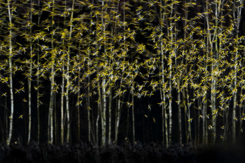 A dense flock of yellow and black birds flies in front of a dark forest of thin, vertical tree trunks.