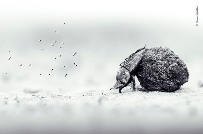 A dung beetle pushes a large ball of dung across a sandy surface, with a small swarm of flies hovering nearby.