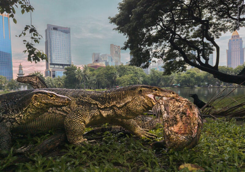 Two large monitor lizards stand on grass near a lake, with one lizard eating a fish while a black bird watches nearby.