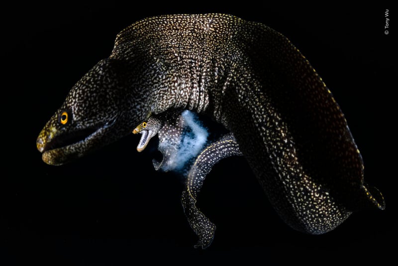 A large, dark, speckled moray eel swims against a black background, with a smaller eel visible near its midsection amidst a cloud of white particles.